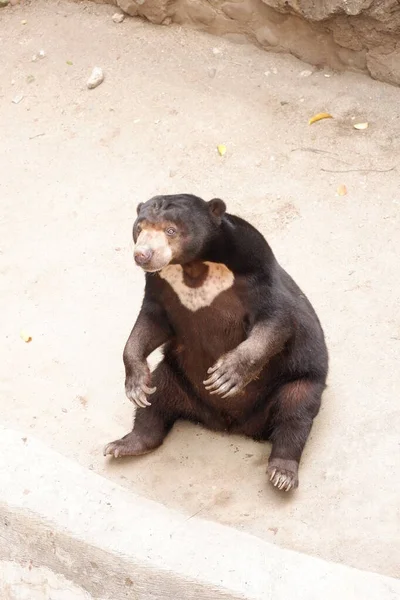 Urso Mel Helarctos Malayanus Pertence Família Ursidae Sun Bear Pele — Fotografia de Stock
