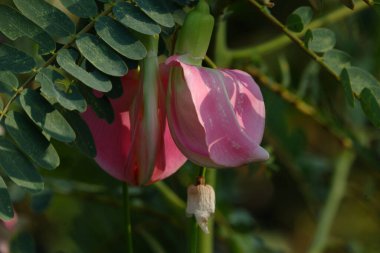 Pembe Turi 'nin (Sesbania grandiflora) yakın görüntüsü sebze ve ilaç olarak yenir. Yapraklar düzenli ve yuvarlak. Meyve düz yeşil fasulye gibidir, uzun ve ince, odak dışı.