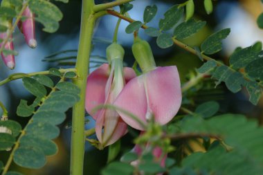 Pembe Turi 'nin (Sesbania grandiflora) yakın görüntüsü sebze ve ilaç olarak yenir. Yapraklar düzenli ve yuvarlak. Meyve düz yeşil fasulye gibidir, uzun ve ince, odak dışı.