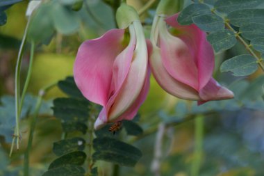 Pembe Turi 'nin (Sesbania grandiflora) yakın görüntüsü sebze ve ilaç olarak yenir. Yapraklar düzenli ve yuvarlak. Meyve düz yeşil fasulye gibidir, uzun ve ince, odak dışı.