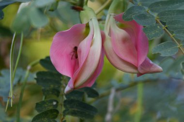 Pembe Turi 'nin (Sesbania grandiflora) yakın görüntüsü sebze ve ilaç olarak yenir. Yapraklar düzenli ve yuvarlak. Meyve düz yeşil fasulye gibidir, uzun ve ince, odak dışı.