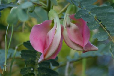 Pembe Turi 'nin (Sesbania grandiflora) yakın görüntüsü sebze ve ilaç olarak yenir. Yapraklar düzenli ve yuvarlak. Meyve düz yeşil fasulye gibidir, uzun ve ince, odak dışı.