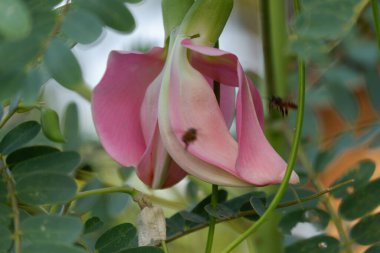Pembe Turi 'nin (Sesbania grandiflora) yakın görüntüsü sebze ve ilaç olarak yenir. Yapraklar düzenli ve yuvarlak. Meyve düz yeşil fasulye gibidir, uzun ve ince, odak dışı.