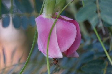 Pembe Turi 'nin (Sesbania grandiflora) yakın görüntüsü sebze ve ilaç olarak yenir. Yapraklar düzenli ve yuvarlak. Meyve düz yeşil fasulye gibidir, uzun ve ince, odak dışı.