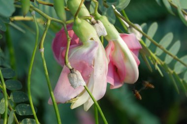 Pembe Turi 'nin (Sesbania grandiflora) yakın görüntüsü sebze ve ilaç olarak yenir. Yapraklar düzenli ve yuvarlak. Meyve düz yeşil fasulye gibidir, uzun ve ince, odak dışı.