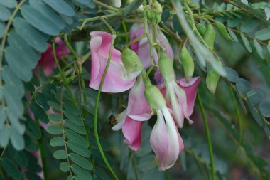 Pembe Turi 'nin (Sesbania grandiflora) yakın görüntüsü sebze ve ilaç olarak yenir. Yapraklar düzenli ve yuvarlak. Meyve düz yeşil fasulye gibidir, uzun ve ince, odak dışı.