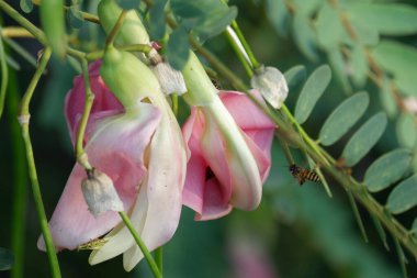 Pembe Turi (Sesbania grandiflora) çiçeğinin çözünürlüğü bitki ve ilaç olarak yenir. Yapraklar düzenli ve yuvarlak. Meyve taze fasulye gibi, bulanık.