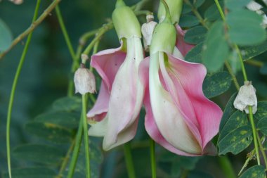 Pembe Turi (Sesbania grandiflora) çiçeğinin çözünürlüğü bitki ve ilaç olarak yenir. Yapraklar düzenli ve yuvarlak. Meyve taze fasulye gibi, bulanık.