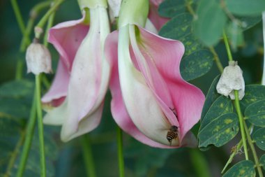 Pembe Turi (Sesbania grandiflora) çiçeğinin çözünürlüğü bitki ve ilaç olarak yenir. Yapraklar düzenli ve yuvarlak. Meyve taze fasulye gibi, bulanık.