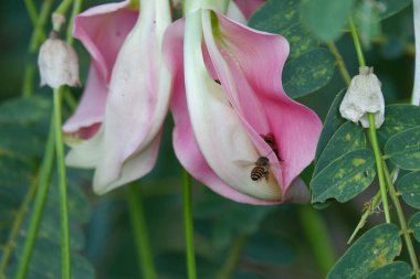 Pembe Turi (Sesbania grandiflora) çiçeğinin çözünürlüğü bitki ve ilaç olarak yenir. Yapraklar düzenli ve yuvarlak. Meyve taze fasulye gibi, bulanık.