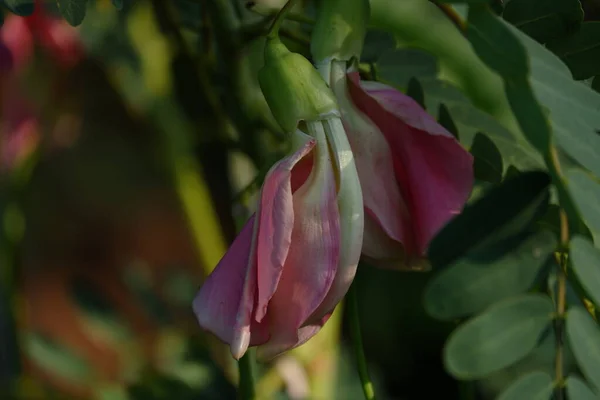 Imagen Cerca Pink Turi Sesbania Grandiflora Flor Come Como Una — Foto de Stock