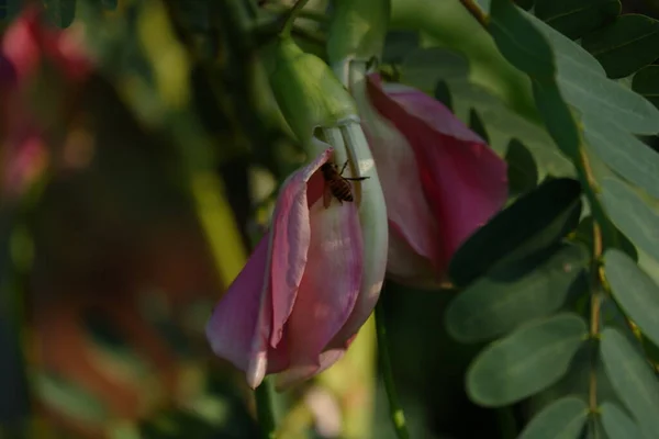 Imagen Cerca Pink Turi Sesbania Grandiflora Flor Come Como Una — Foto de Stock