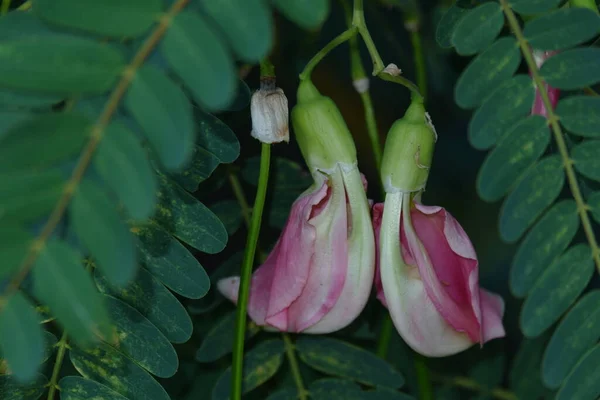 Зображення Квітки Рожевої Турі Sesbania Grandiflora Їдять Овоч Ліки Листя — стокове фото