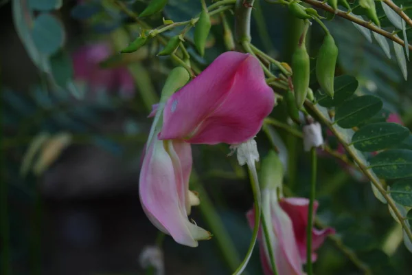 Imagem Perto Turi Rosa Sesbania Grandiflora Flor Comido Como Vegetal — Fotografia de Stock