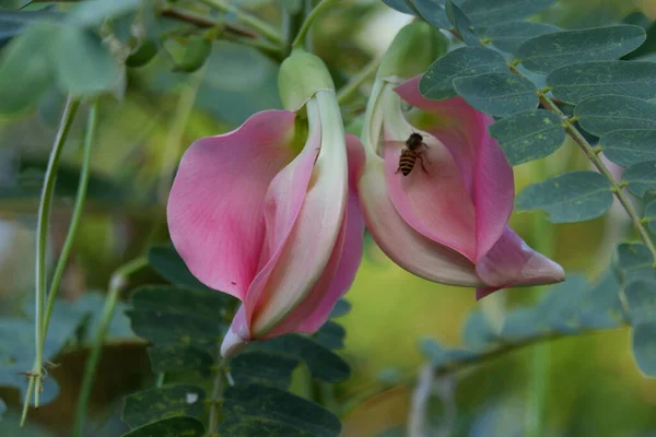 Зображення Квітки Рожевої Турі Sesbania Grandiflora Їдять Овоч Ліки Листя — стокове фото