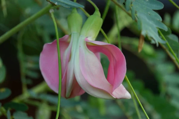 Imagen Cerca Pink Turi Sesbania Grandiflora Flor Come Como Una — Foto de Stock