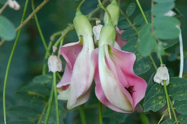 Imagen Cerca Pink Turi Sesbania Grandiflora Flor Come Como Una — Foto de Stock