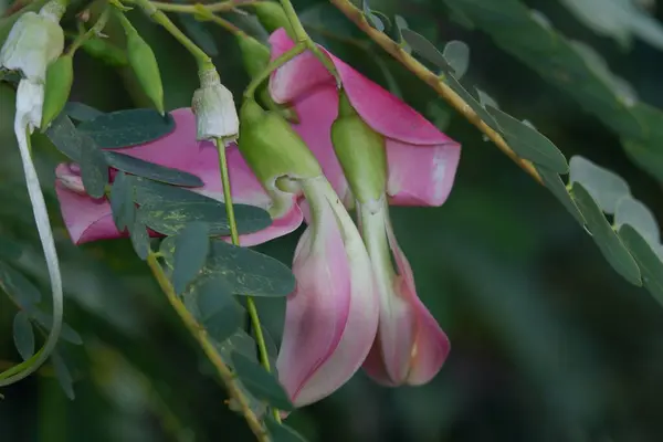 Imagen Cerca Pink Turi Sesbania Grandiflora Flor Come Como Una — Foto de Stock