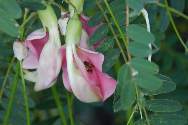 Desfocus Imagen Cerca Pink Turi Sesbania Grandiflora Flor Come Como — Foto de Stock