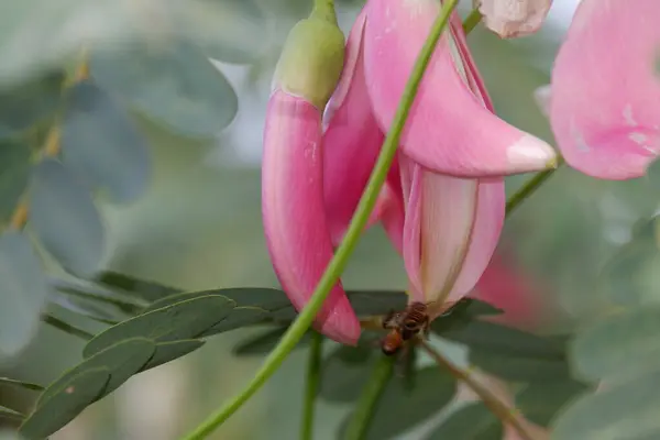 Desfocus Imagen Cerca Pink Turi Sesbania Grandiflora Flor Come Como — Foto de Stock