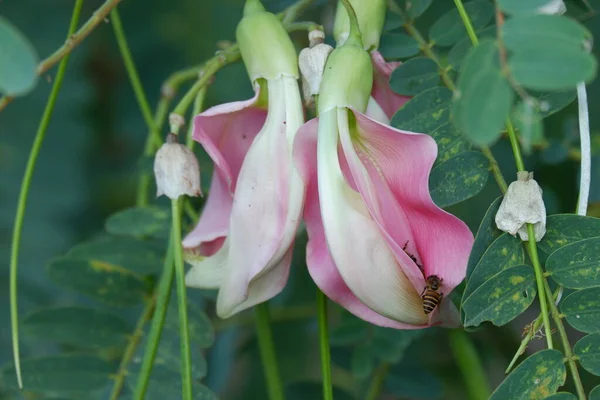 Desfocus Imagen Cerca Pink Turi Sesbania Grandiflora Flor Come Como — Foto de Stock