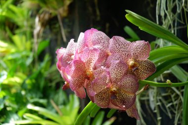 Güzel vanda douglass mor orkidesinin görüntüsünü izole edilmiş bulanık arkaplan ile kapat