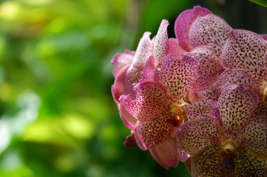 Güzel vanda douglass mor orkidesinin görüntüsünü izole edilmiş bulanık arkaplan ile kapat