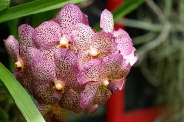 Güzel vanda douglass mor orkidesinin görüntüsünü izole edilmiş bulanık arkaplan ile kapat