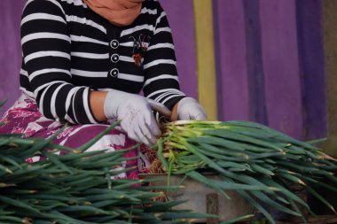 Allium fistulosum yaprakları bağlayan bir kadın çiftçinin eli. Galler soğanı (ayrıca 