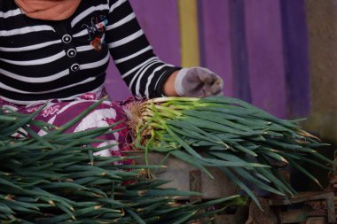 Allium fistulosum yaprakları bağlayan bir kadın çiftçinin eli. Galler soğanı (ayrıca 