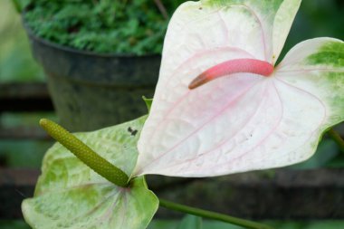 Bulanık arkaplanı olan güzel, egzotik anthurium çiçeğinin görüntüsünü kapat
