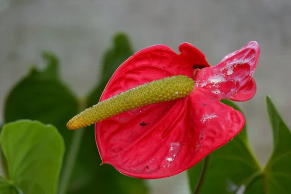 Κοντινό Πλάνο Εικόνα Του Όμορφου Εξωτικό Κόκκινο Λουλούδι Ανθούριο Φόντο — Φωτογραφία Αρχείου