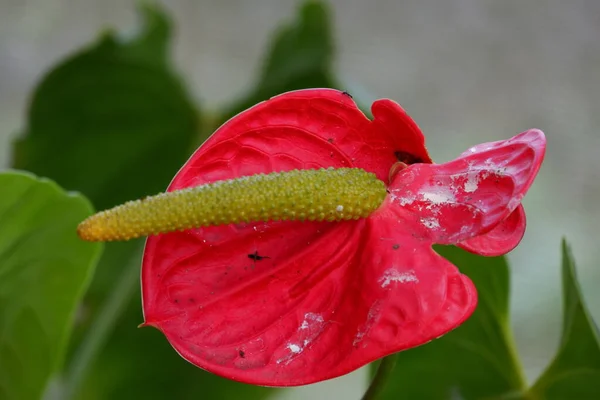 Immagine Ravvicinata Bel Fiore Rosso Esotico Anthurium Con Sfondo Sfocato — Foto Stock