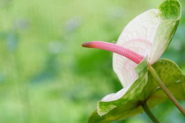 Bulanık arkaplanı olan güzel, egzotik anthurium çiçeğinin görüntüsünü kapat