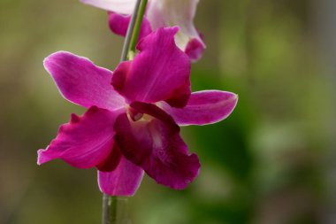 Güzel mor dendrobium orkide çiçeklerinin görüntüsünü bulanık arkaplanda izole et