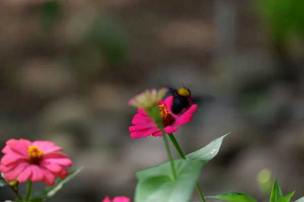 Пчела Черным Телом Желтой Спиной Мух Окуней Zinnia Цветочная Корона — стоковое фото