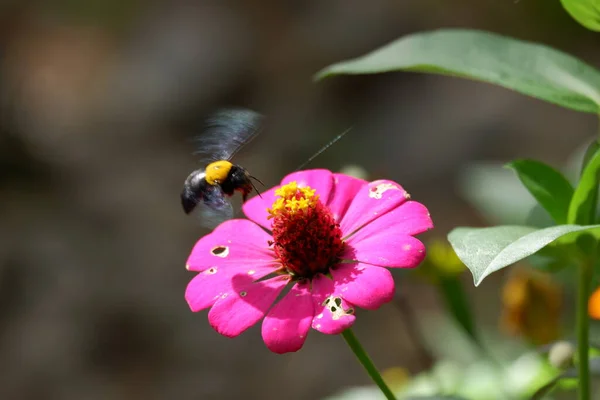 Bee Black Body Yellow Back Flies Perches Zinnia Flower Crown — Stock Photo, Image