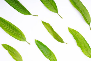 Yeşil mango yapraklarının bileşimi