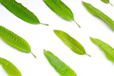 Yeşil mango yapraklarının bileşimi