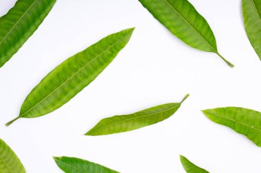 Yeşil mango yapraklarının bileşimi