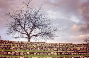 Açık hava Amphitheatre yukarıda yapraksız ağaç