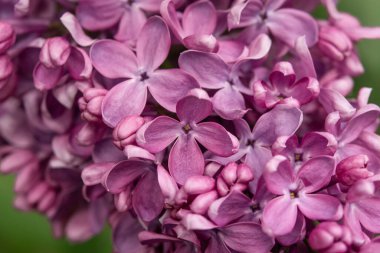 Pembe çiçekli çiçek arka planı.