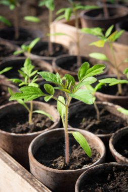 Serada domates fidanı.