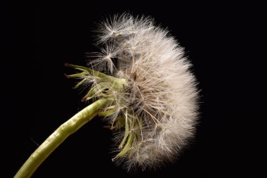 Siyah arkaplanda beyaz tüylü karahindiba