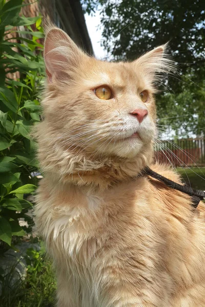 Orange Domestic Cat Village — Stock Photo, Image