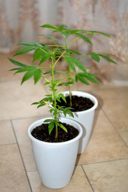 Genç kenevir çalıları kapalı bir mekanda yetişir. Marihuana çalıları gr