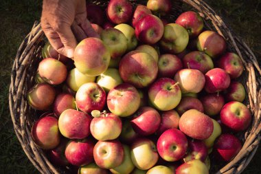 Bir sepet elma.. 