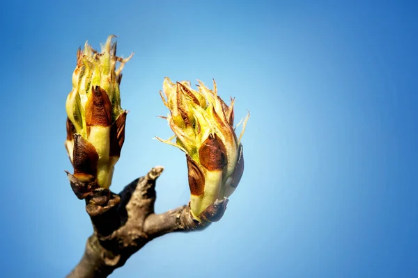 Opened Buds Tree Branch — Stock Photo, Image