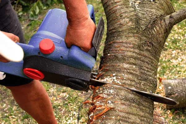 Man Saws Tree Electric Saw — Stock Photo, Image