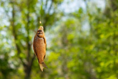 Küçük balık oltaya takıldı.